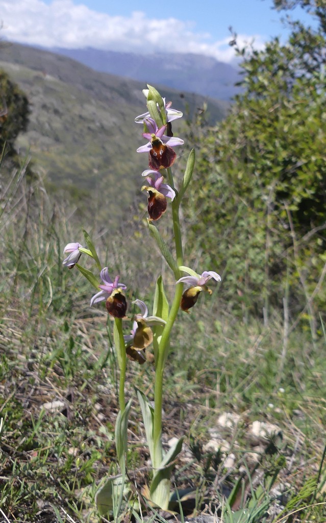 Ophrys crabronifera nellAbruzzo aquilano - aprile  2022.